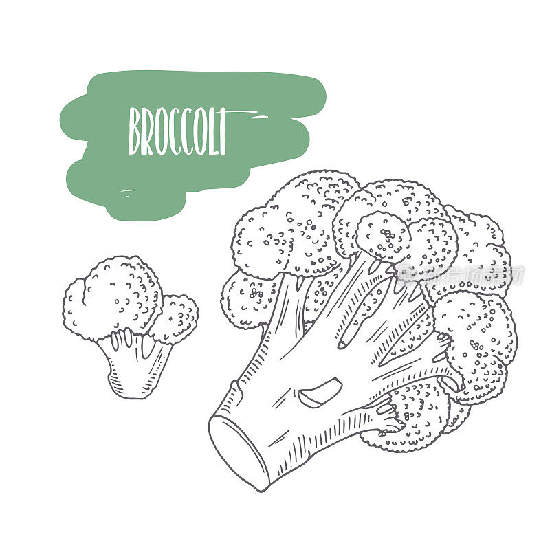 Hand drawn broccoli isolated on white. Sketch style vegetables with slices for market, kitchen or food package design